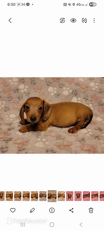 Droopy  – Miniature Dachshund puppy for sale in Keatchie, LA