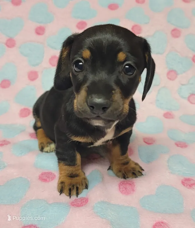 Dottie  – Miniature Dachshund puppy for sale in Keatchie, LA