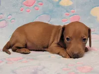 Amberly Marie, a female Miniature Dachshund for sale in Keatchie, LA – 7 of 10