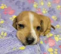 Goldie, a female Miniature Dachshund for sale in Keatchie, LA – 7 of 10