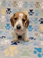 Baby John , a male Miniature Dachshund for sale in Keatchie, LA – 10 of 10