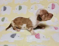 Baby KayKay , a female Miniature Dachshund for sale in Keatchie, LA – 6 of 10