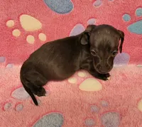 Tweety, a female Miniature Dachshund for sale in Keatchie, LA – 9 of 10