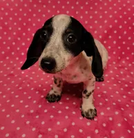 Speckles , a female Miniature Dachshund for sale in Keatchie, LA – 6 of 10
