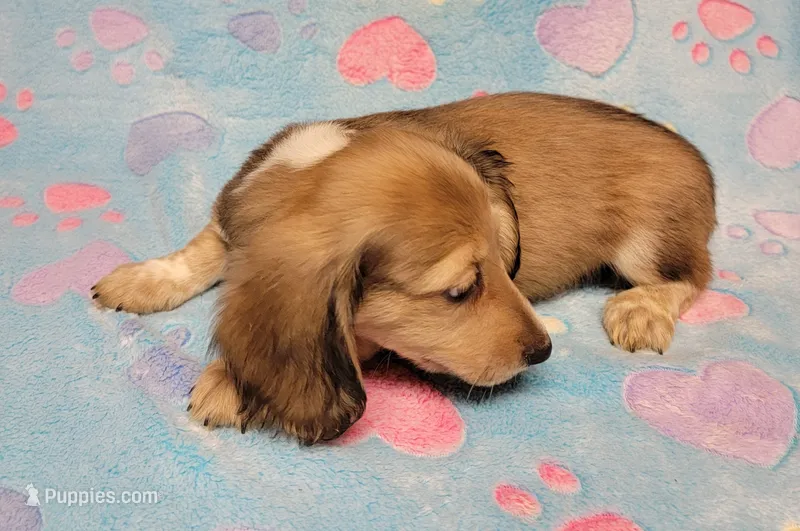Charlie – Miniature Dachshund puppy for sale in Keatchie, LA