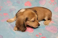 Charlie, a male Miniature Dachshund for sale in Keatchie, LA – 1 of 10