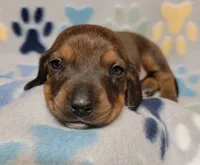 Baby Matthew , a male Miniature Dachshund for sale in Keatchie, LA – 9 of 10