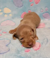 Baby Milo, a male Miniature Dachshund for sale in Keatchie, LA – 7 of 10