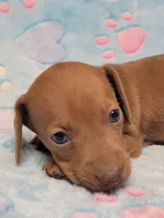 Amberly Marie, a female Miniature Dachshund for sale in Keatchie, LA – 2 of 10