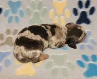 Hershey , a male Miniature Dachshund for sale in Keatchie, LA – 8 of 10