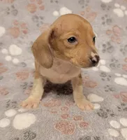 Mickey, a male Miniature Dachshund for sale in Keatchie, LA – 4 of 10