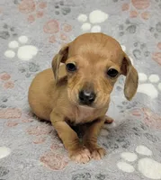 Tiny, a male Miniature Dachshund for sale in Keatchie, LA – 3 of 10