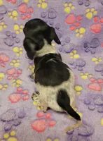 Emma Grace, a female Miniature Dachshund for sale in Keatchie, LA – 6 of 10