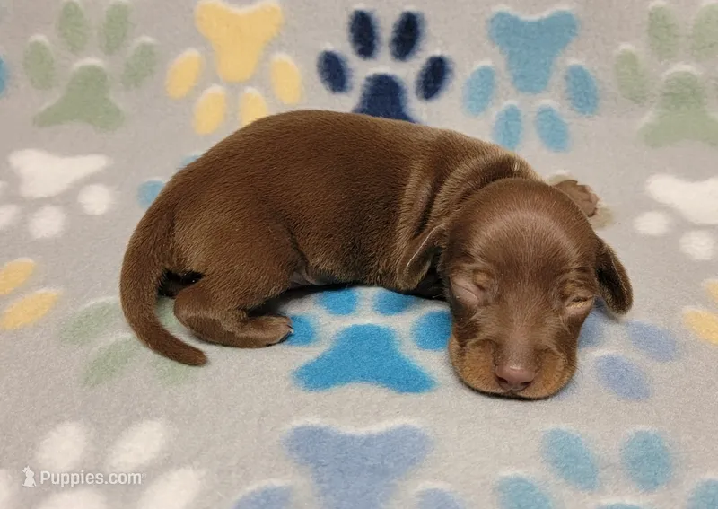 Sonny – Miniature Dachshund puppy for sale in Keatchie, LA