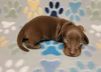 Sonny, a male Miniature Dachshund for sale in Keatchie, LA – 1 of 10