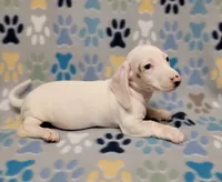 Frosty , a male Miniature Dachshund for sale in Keatchie, LA – 3 of 10