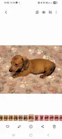Droopy , a male Miniature Dachshund for sale in Keatchie, LA – 6 of 10