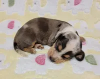 Heaven Leigh , a female Miniature Dachshund for sale in Keatchie, LA – 6 of 10