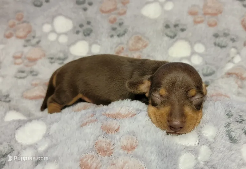 Sammy – Miniature Dachshund puppy for sale in Keatchie, LA