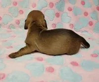 Olivia Grace , a female Miniature Dachshund for sale in Keatchie, LA – 9 of 10