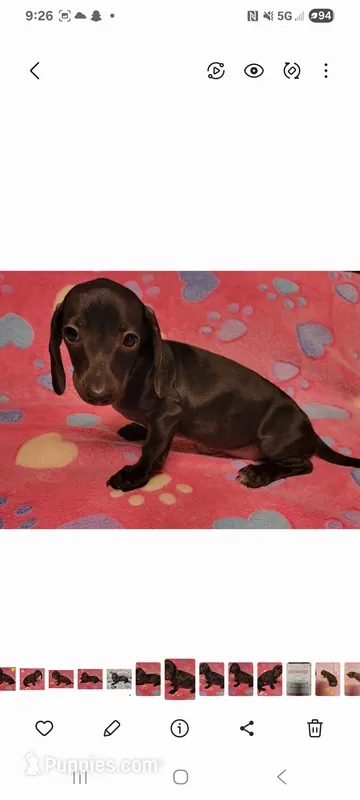 Tweety – Miniature Dachshund puppy for sale in Keatchie, LA