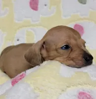 Tiny, a male Miniature Dachshund for sale in Keatchie, LA – 2 of 10
