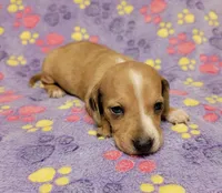 Goldie, a female Miniature Dachshund for sale in Keatchie, LA – 5 of 10
