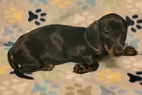 Rascal , a male Miniature Dachshund for sale in Keatchie, LA – 3 of 7