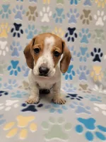 Baby John , a male Miniature Dachshund for sale in Keatchie, LA – 9 of 10