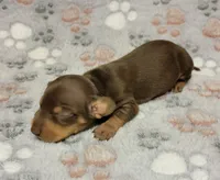 Sammy, a male Miniature Dachshund for sale in Keatchie, LA – 4 of 9