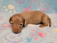 Baby Milo, a male Miniature Dachshund for sale in Keatchie, LA – 10 of 10