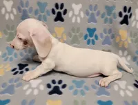 Frosty , a male Miniature Dachshund for sale in Keatchie, LA – 10 of 10