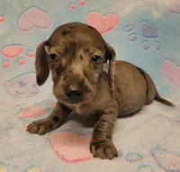 Cooper Wayne , a male Miniature Dachshund for sale in Keatchie, LA – 4 of 10
