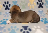 Baby Matthew , a male Miniature Dachshund for sale in Keatchie, LA – 4 of 10