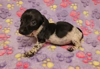 Emma Grace, a female Miniature Dachshund for sale in Keatchie, LA – 4 of 10