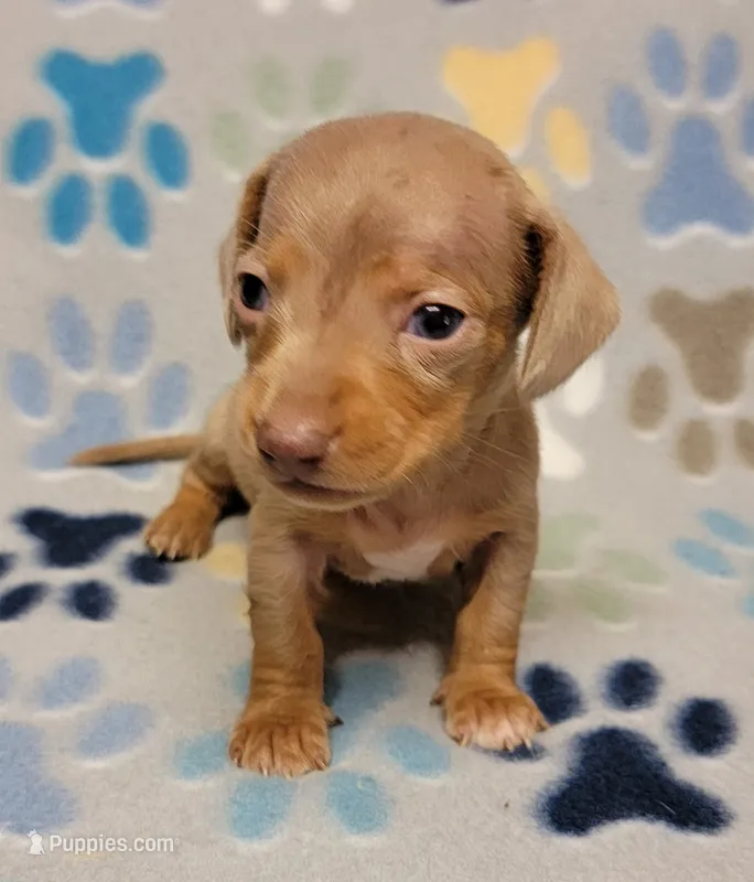 Baby Milo – Miniature Dachshund puppy for sale in Keatchie, LA