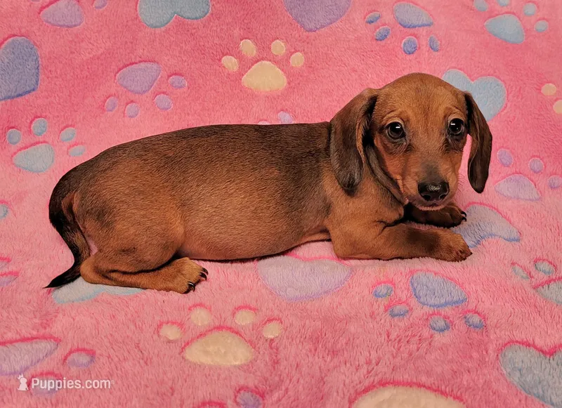 Darling  – Miniature Dachshund puppy for sale in Keatchie, LA