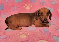 Darling , a female Miniature Dachshund for sale in Keatchie, LA – 1 of 10