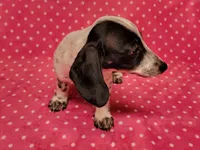 Speckles , a female Miniature Dachshund for sale in Keatchie, LA – 5 of 10
