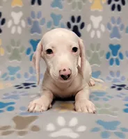 Frosty , a male Miniature Dachshund for sale in Keatchie, LA – 8 of 10