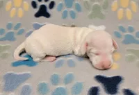 Frosty , a male Miniature Dachshund for sale in Keatchie, LA – 7 of 10