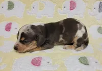 Heaven Leigh , a female Miniature Dachshund for sale in Keatchie, LA – 4 of 10