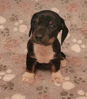 Rocky, a male Miniature Dachshund for sale in Keatchie, LA – 4 of 10