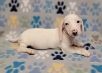 Frosty , a male Miniature Dachshund for sale in Keatchie, LA – 2 of 10