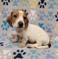 Baby John , a male Miniature Dachshund for sale in Keatchie, LA – 2 of 10