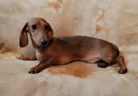 Jackson, a male Dachshund for sale in Keatchie, LA – 8 of 10