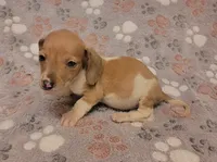 Mickey, a male Miniature Dachshund for sale in Keatchie, LA – 5 of 10