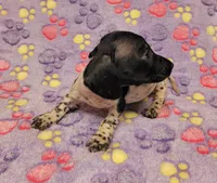 Emma Grace, a female Miniature Dachshund for sale in Keatchie, LA – 8 of 10