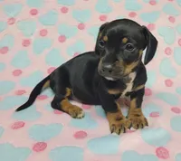 Dottie , a female Miniature Dachshund for sale in Keatchie, LA – 4 of 10