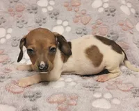 Harley , a male Miniature Dachshund for sale in Keatchie, LA – 4 of 10
